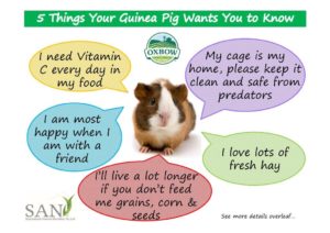 what you need for a guinea pig